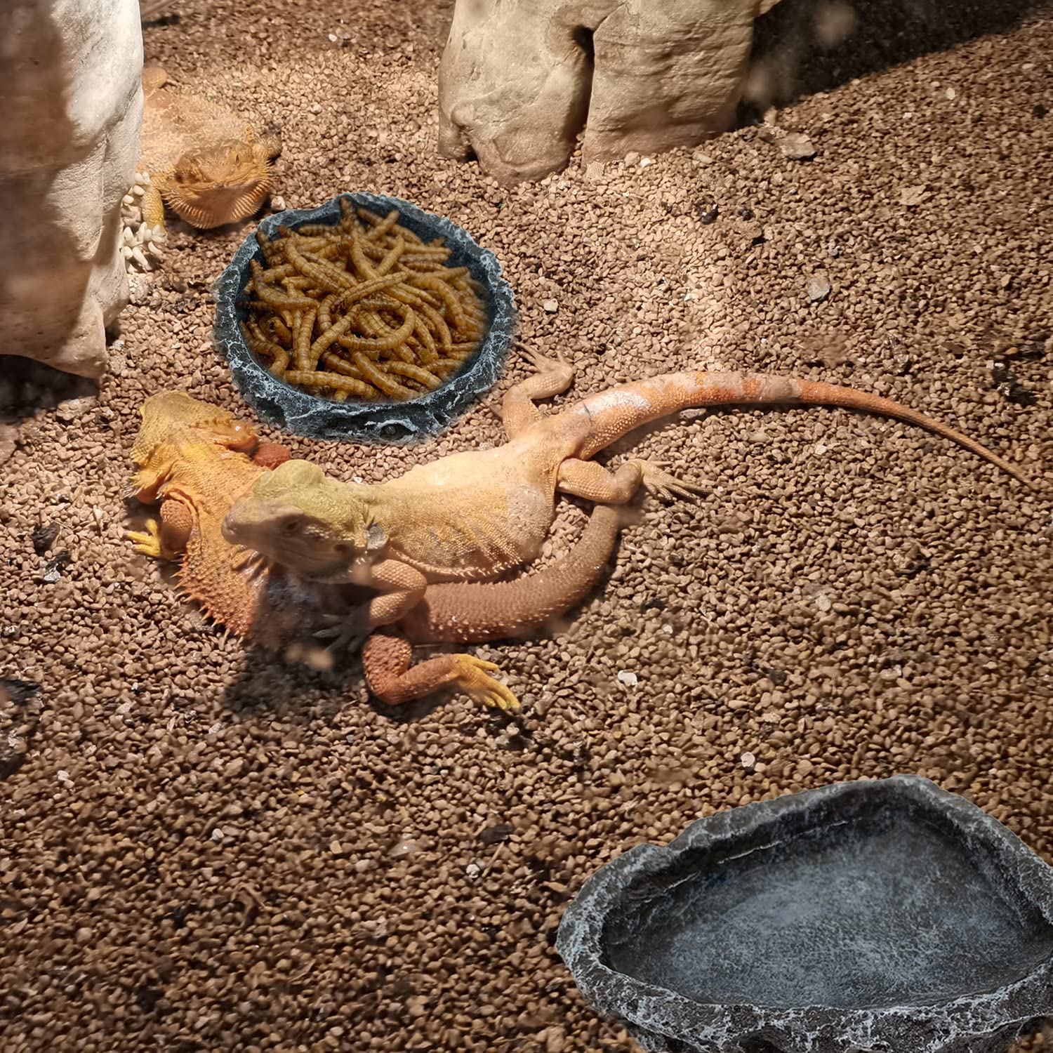 Lot de 2 bols d'alimentation d - Water Dish Reptile avis et prix