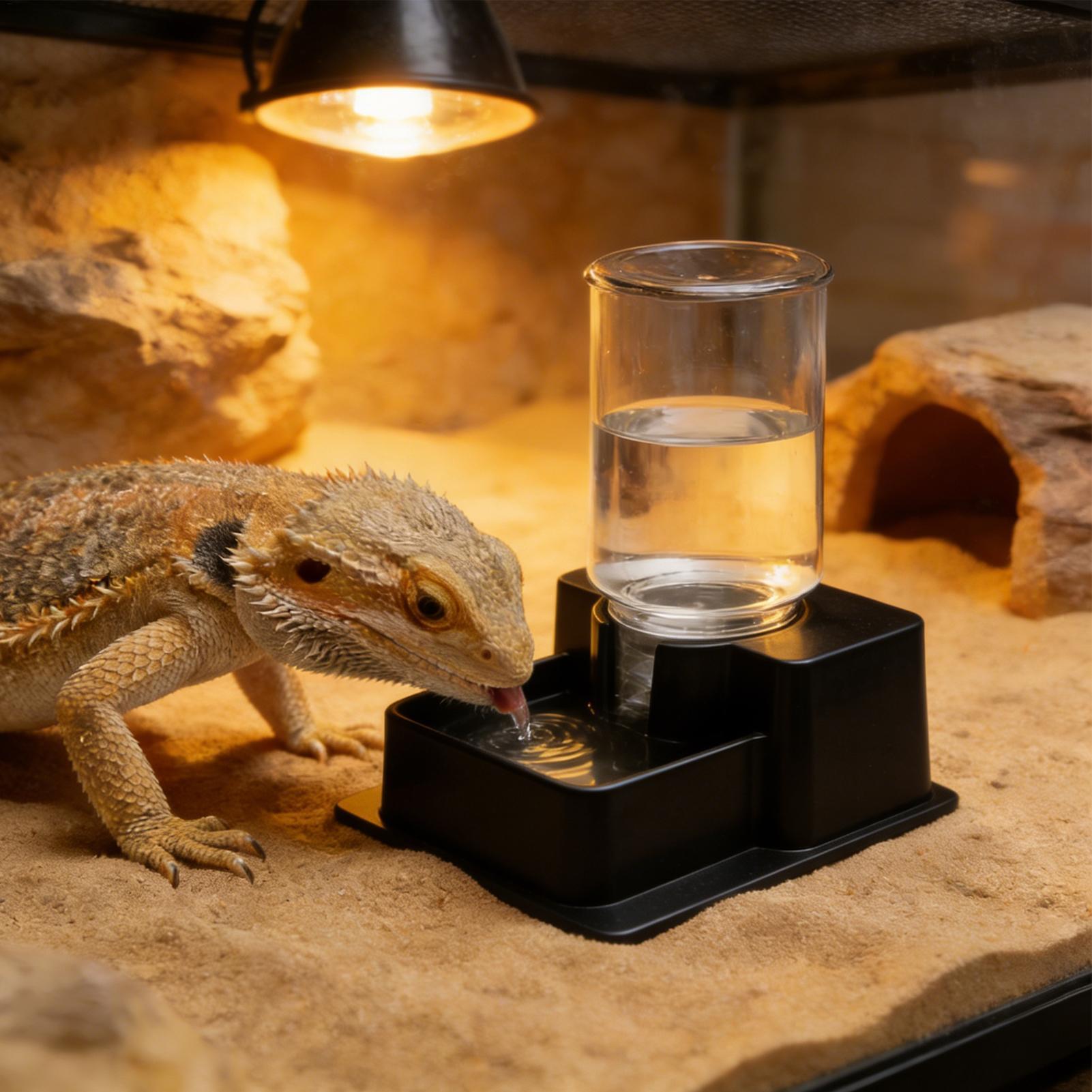 Fontaine à eau pour dragon bar - Water Dish Reptile avis et prix