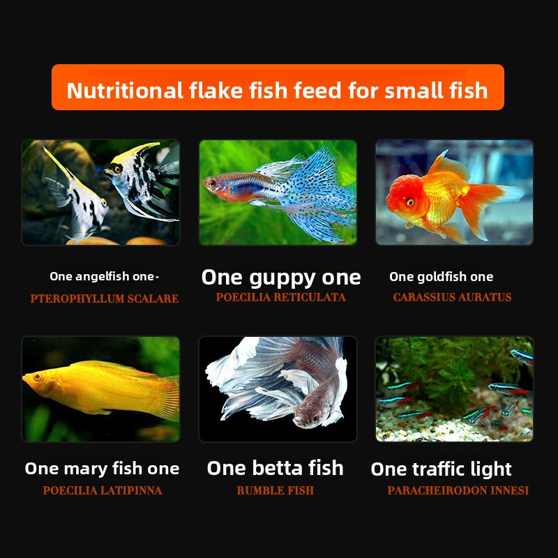 DaJiaWa – aliments pour poisso - Tetra Food Betta Flakes avis et prix